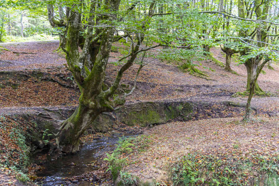 Vizcaya - parque natural del Gorbea 08 - hayedo de Otxarreta.jpg